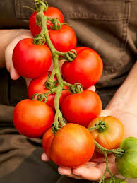 Tomato
