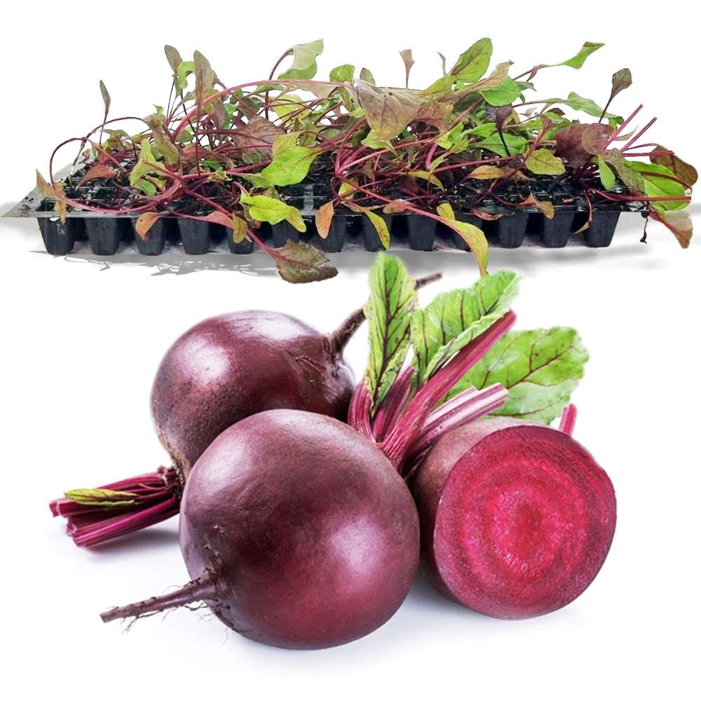 Beetroot