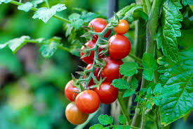 Tomato