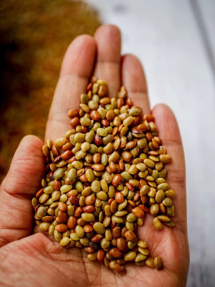 Organic Vegetable Box