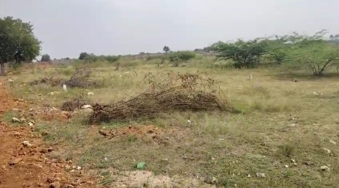 Organic Vegetable Box
