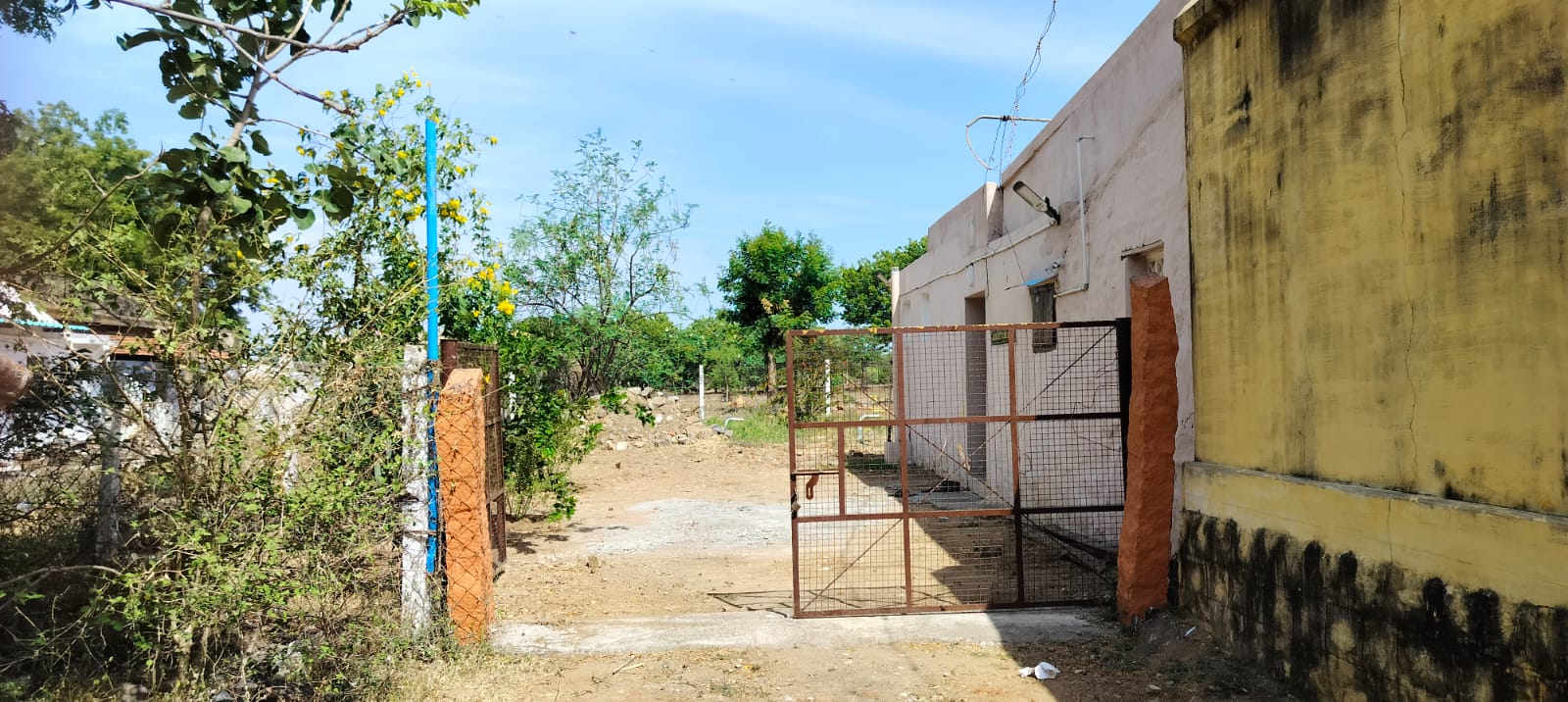 Organic Vegetable Box