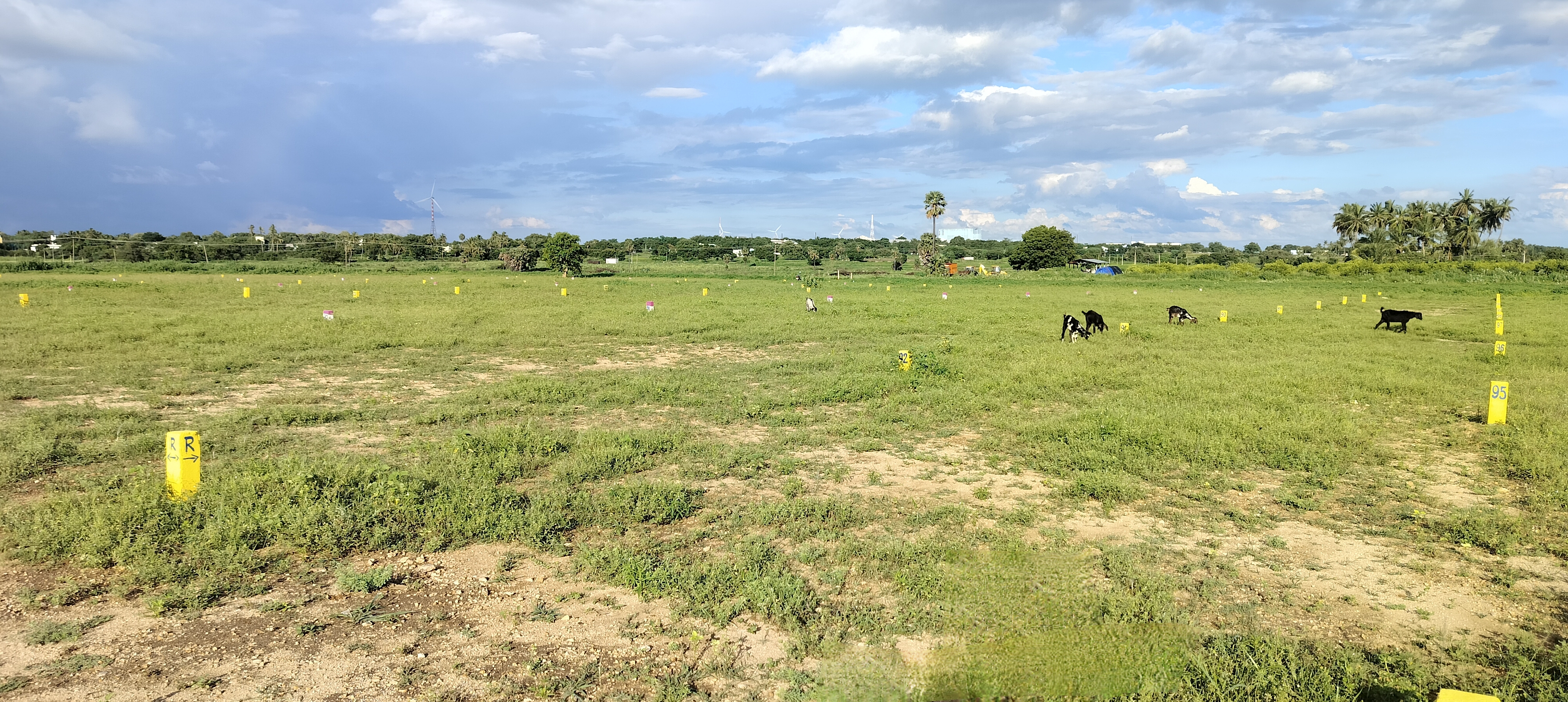 Organic Vegetable Box