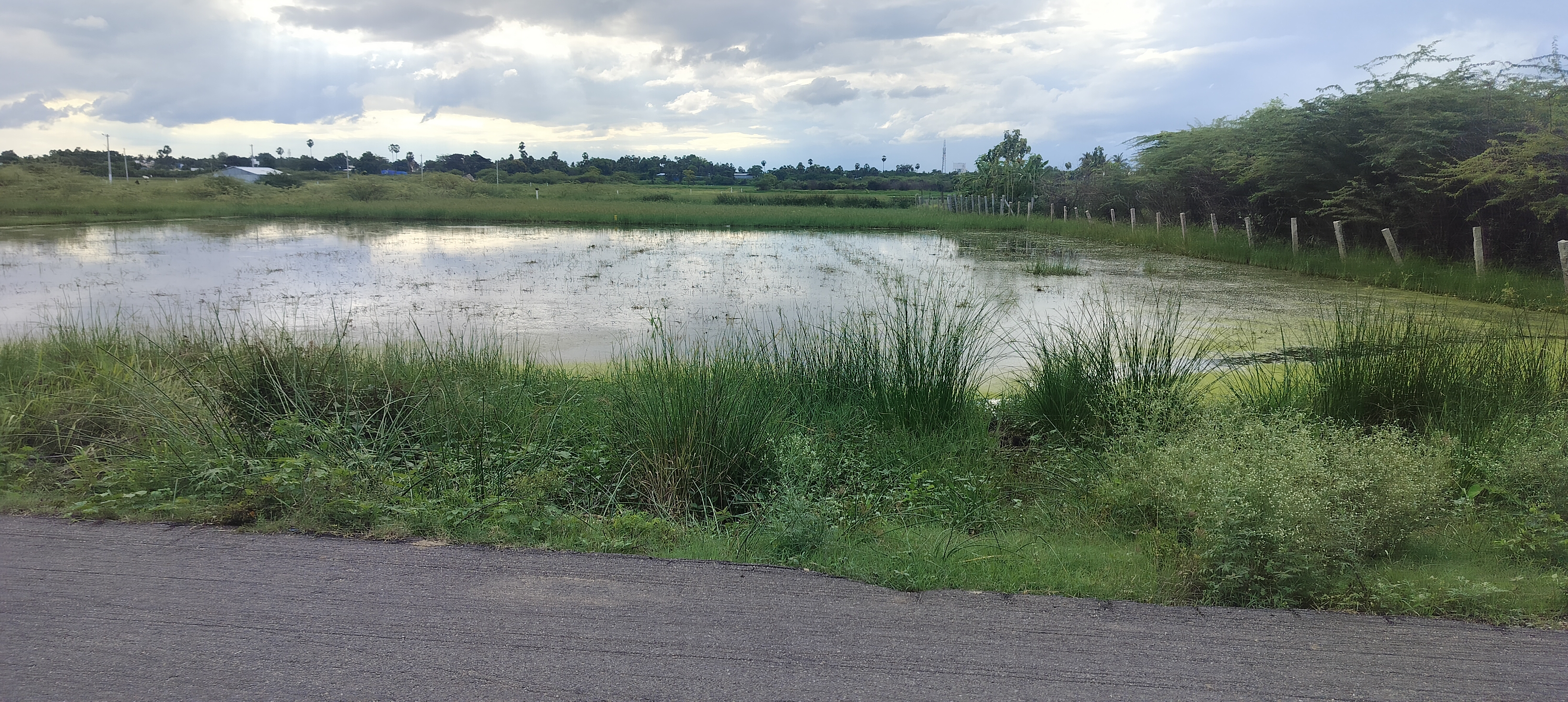 Organic Vegetable Box
