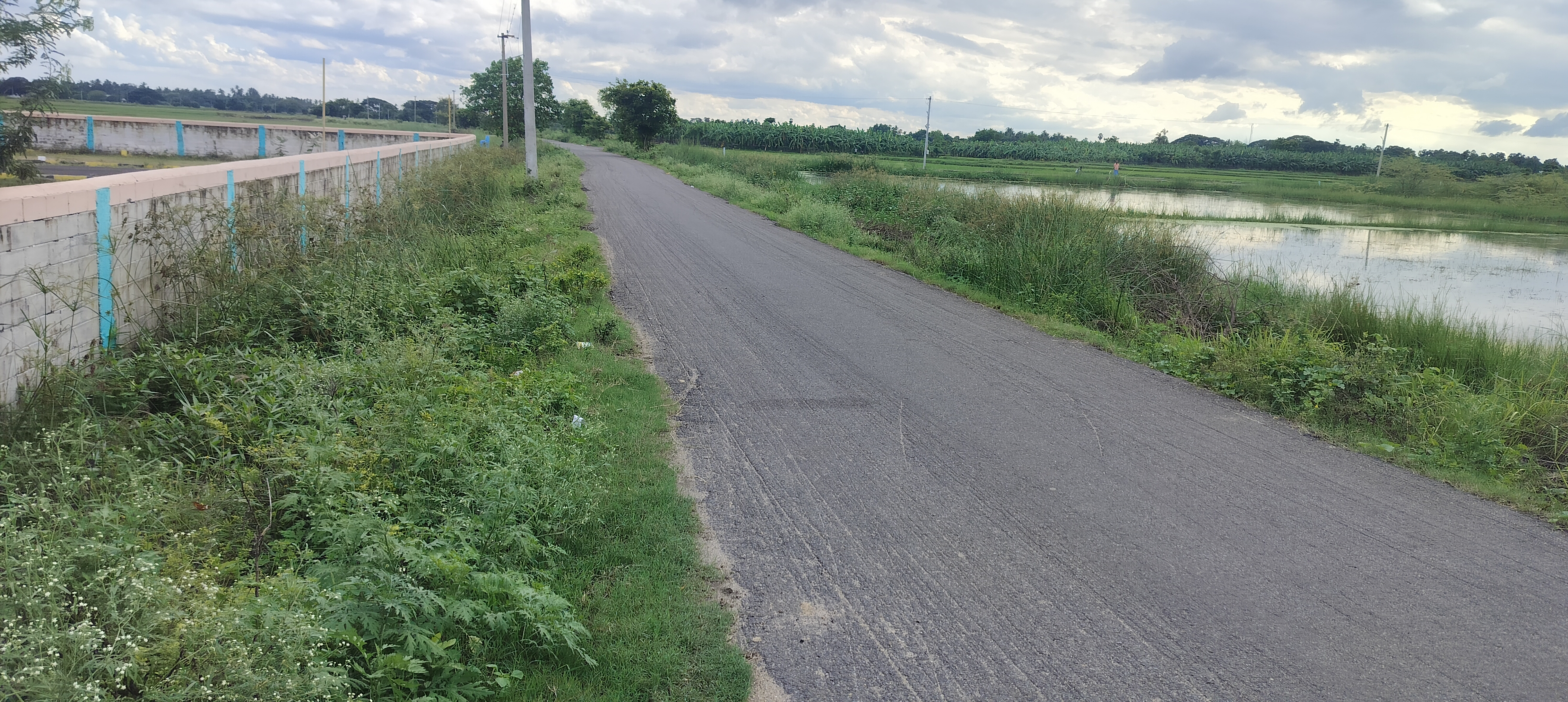 Organic Vegetable Box