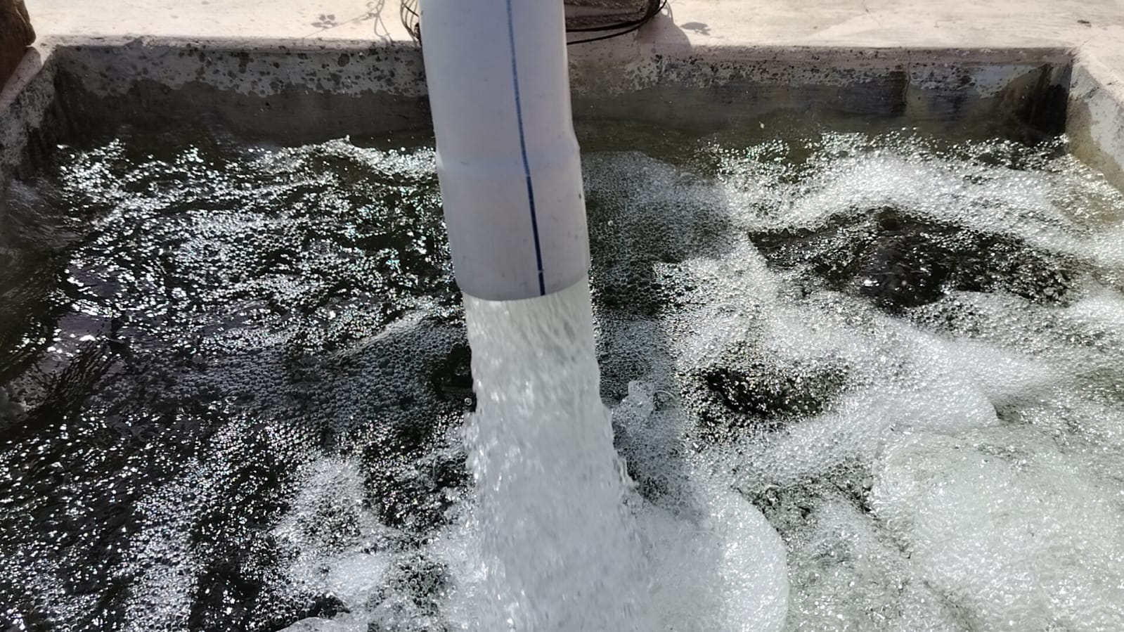 Organic Vegetable Box