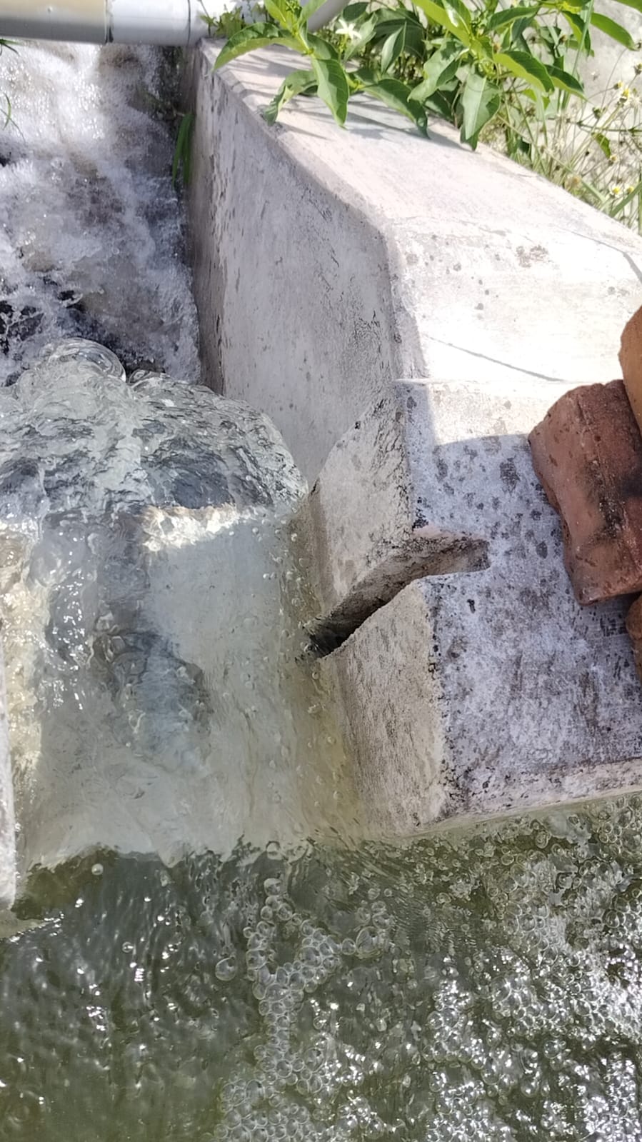 Organic Vegetable Box