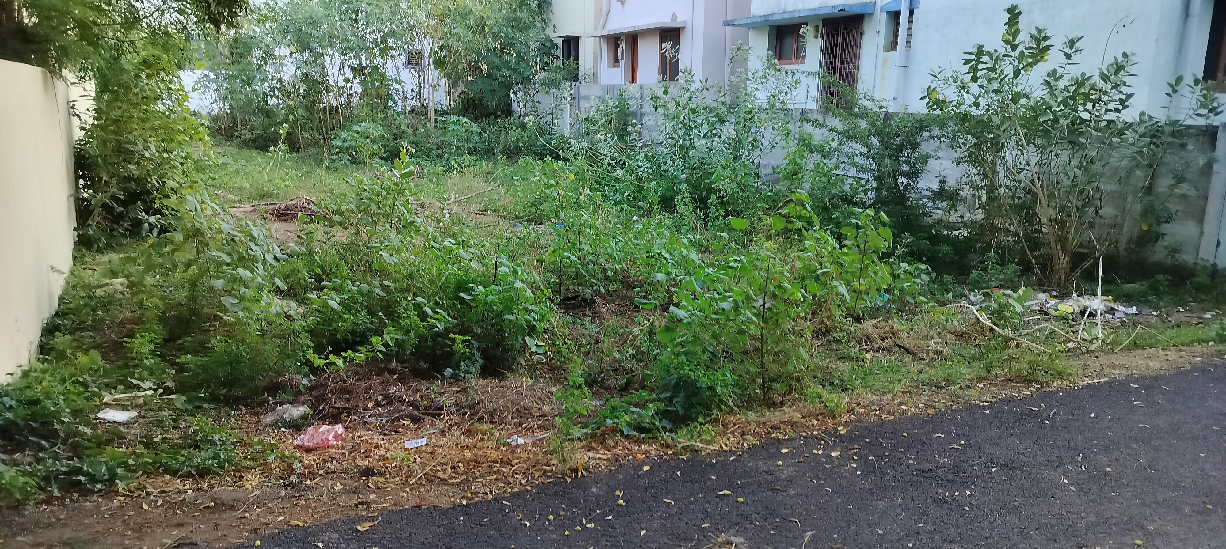 Organic Vegetable Box