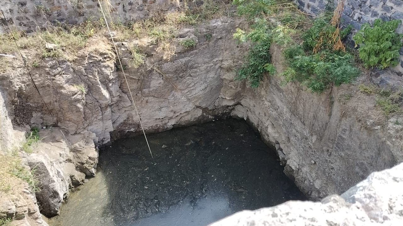 Organic Vegetable Box