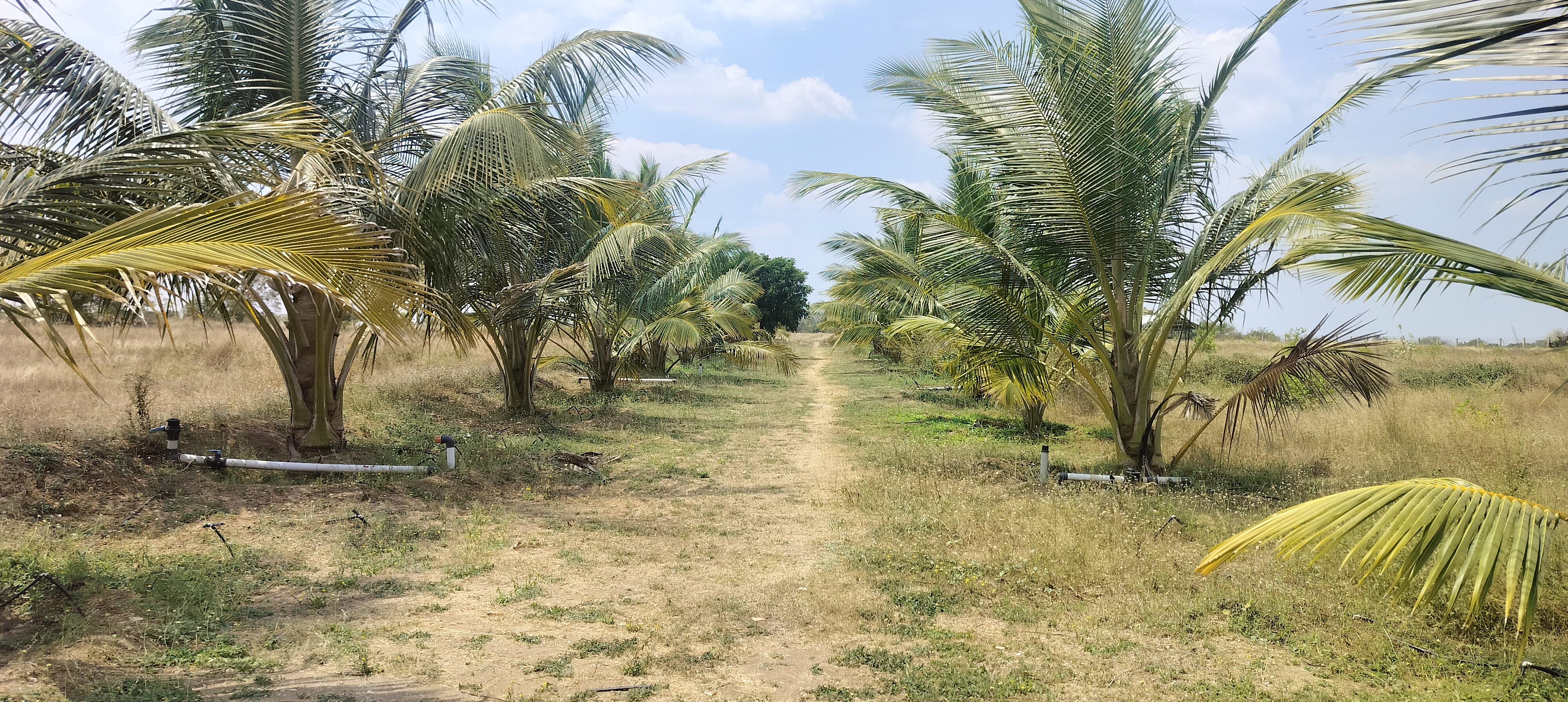 FARM LAND FOR SALE IN SAMAYAPURAM NEAR,TRICHY